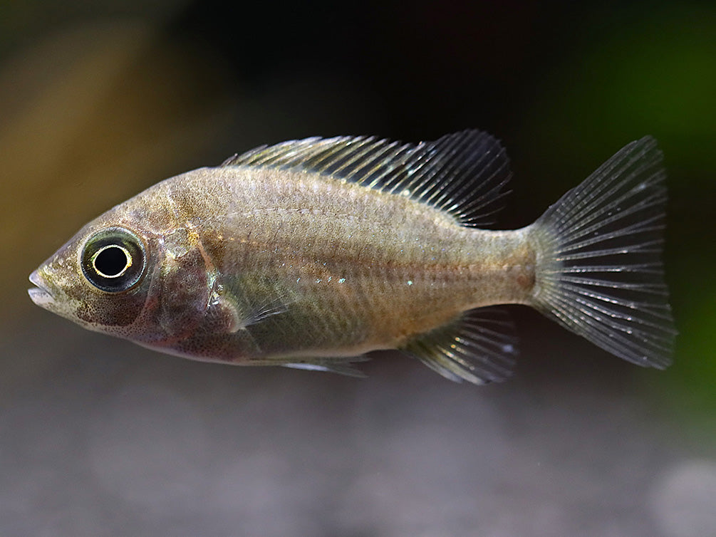 Ptychochromis grandidieri Cichlid – Locally Bred