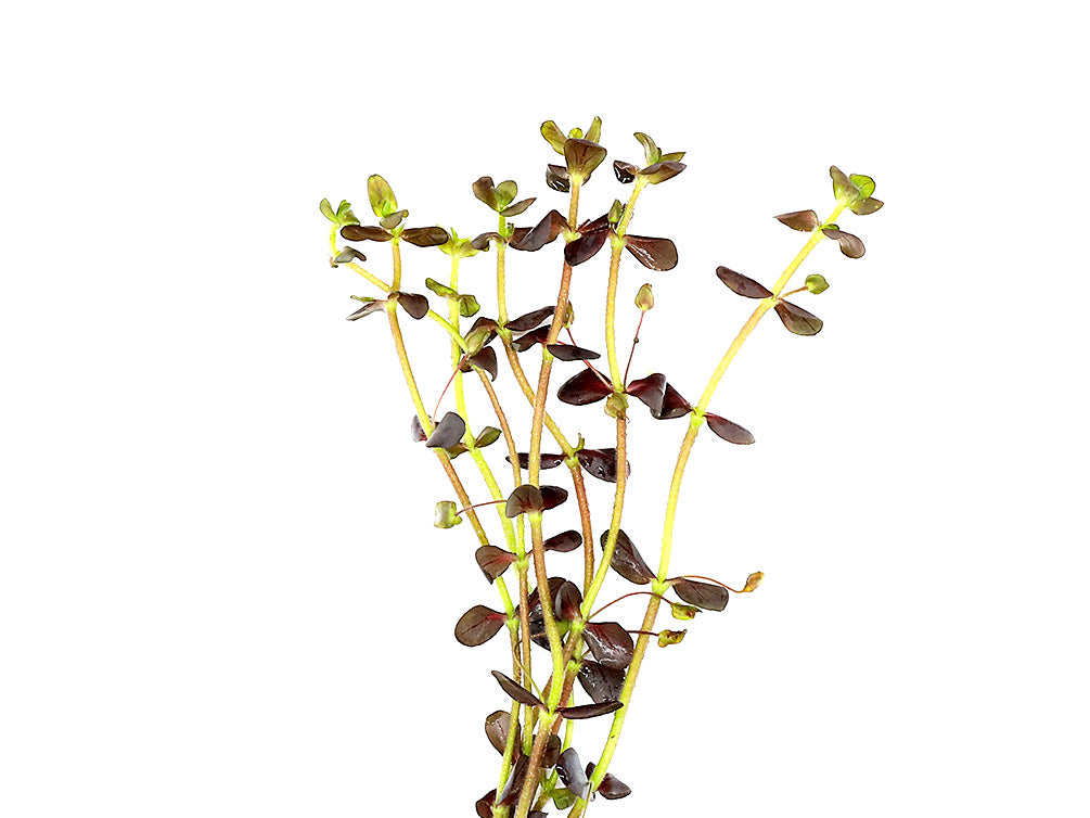 Purple Bacopa (Bacopa salzamanii) - Bunched