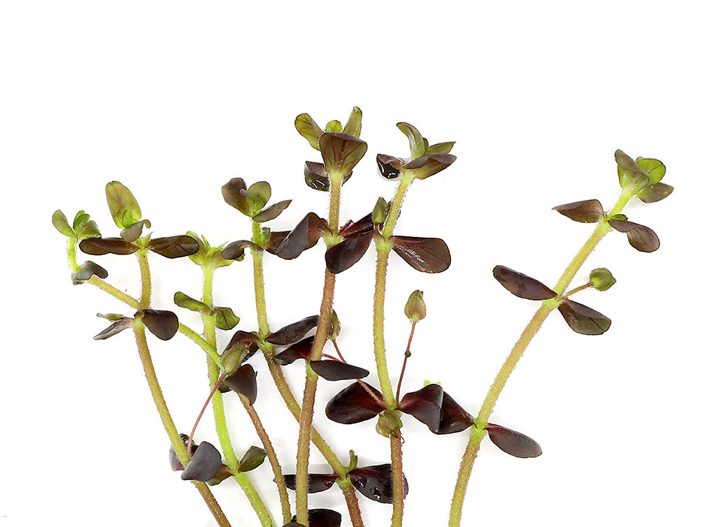 Purple Bacopa (Bacopa salzamanii) - Bunched