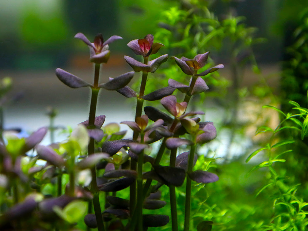 Purple Bacopa (Bacopa salzamanii) - Bunched