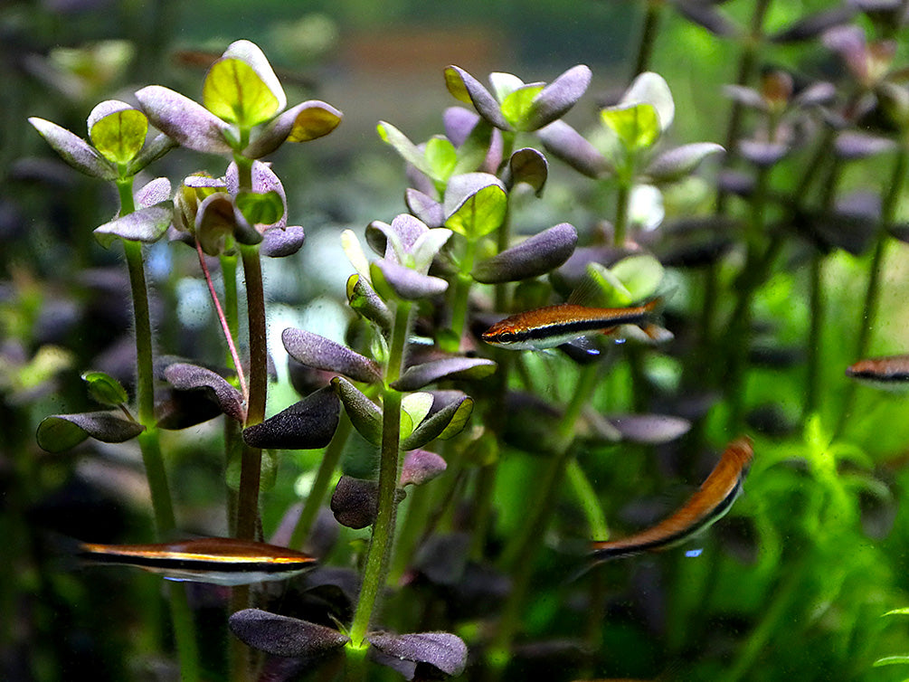 Purple Bacopa (Bacopa salzamanii) - Bunched