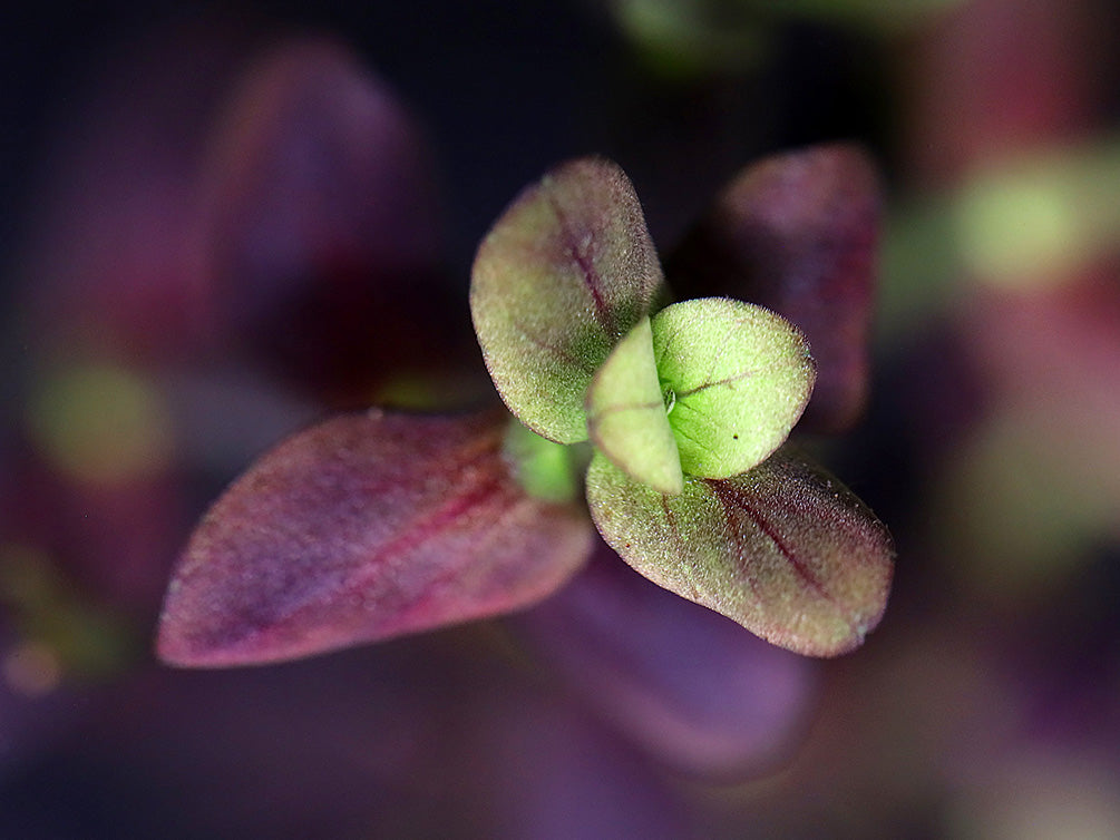 Purple Bacopa (Bacopa salzamanii) - Bunched