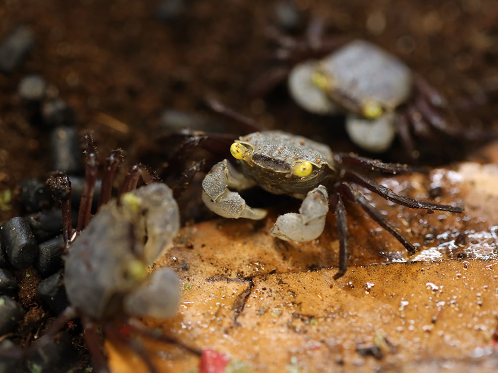 Purple Haze Vampire Crab (Geosesarma sp.) | Buricak | Graphite
