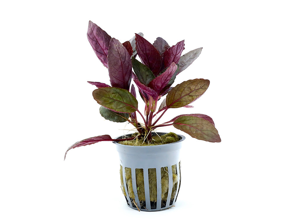 Purple Waffle Plant (Hemigraphis alternata)