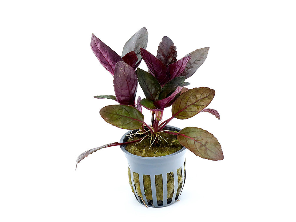 Purple Waffle Plant (Hemigraphis alternata)