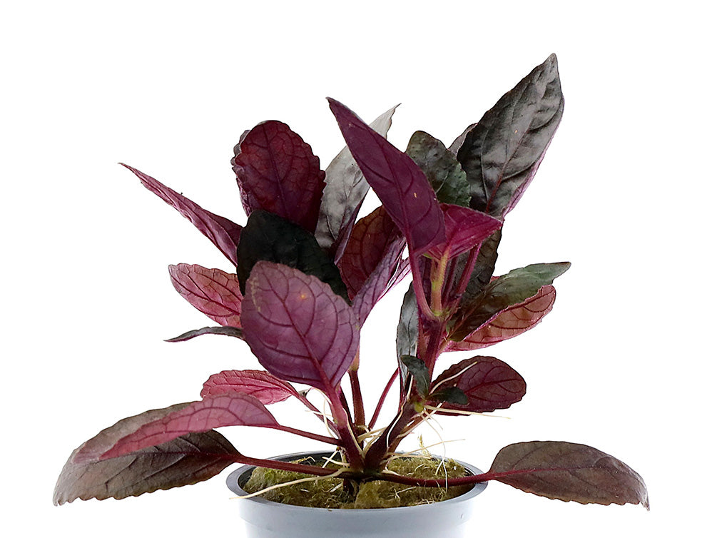 Purple Waffle Plant (Hemigraphis alternata)