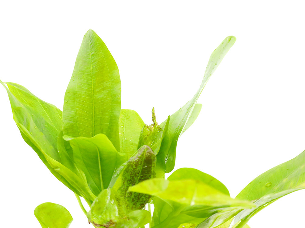 Python Sword Plant (Echinodorus ‘Python’)