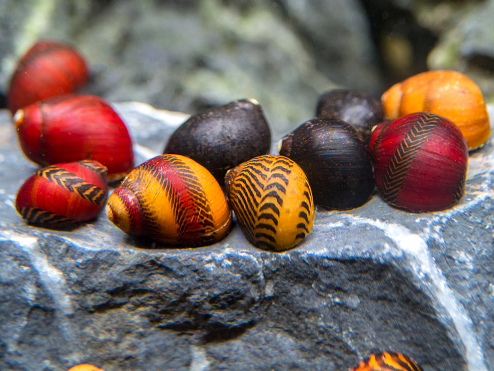 Red, Gold, and Black Nerite Snail Combo