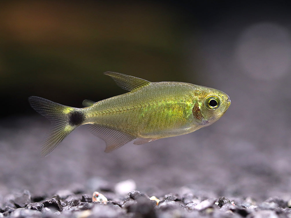 Raccoon Tetra (Hyphessobrycon procyon) - Tank Bred