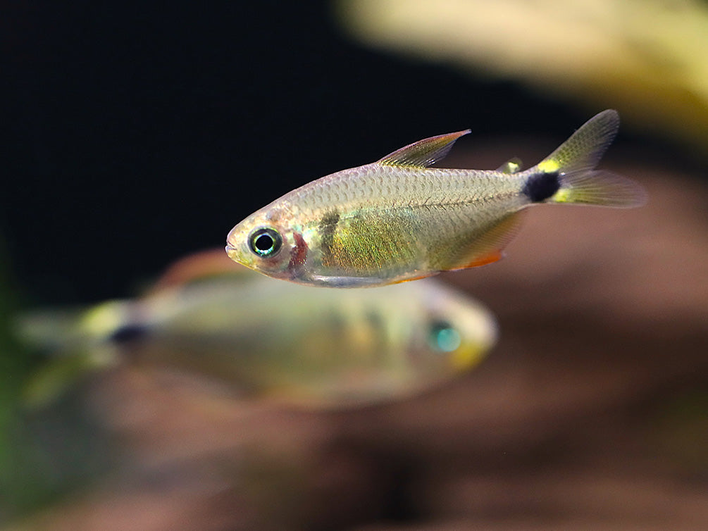 Raccoon Tetra (Hyphessobrycon procyon) - Tank Bred