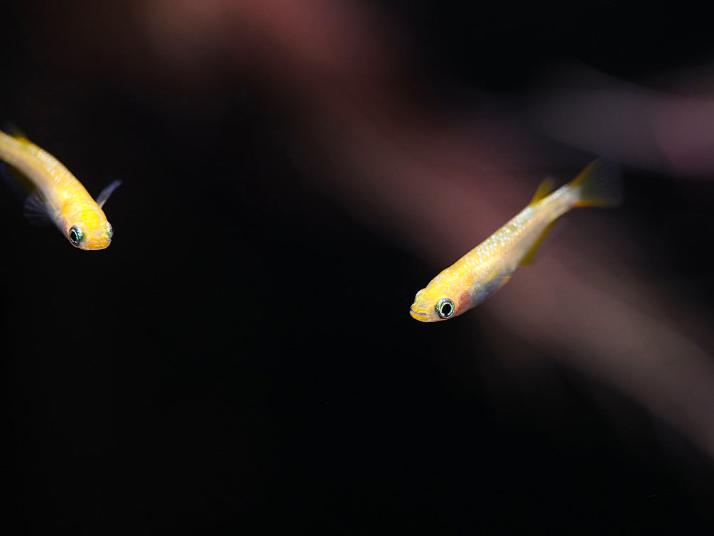 Reckless x Ulysses Medaka Ricefish (Oryzias latipes) - USA Bred