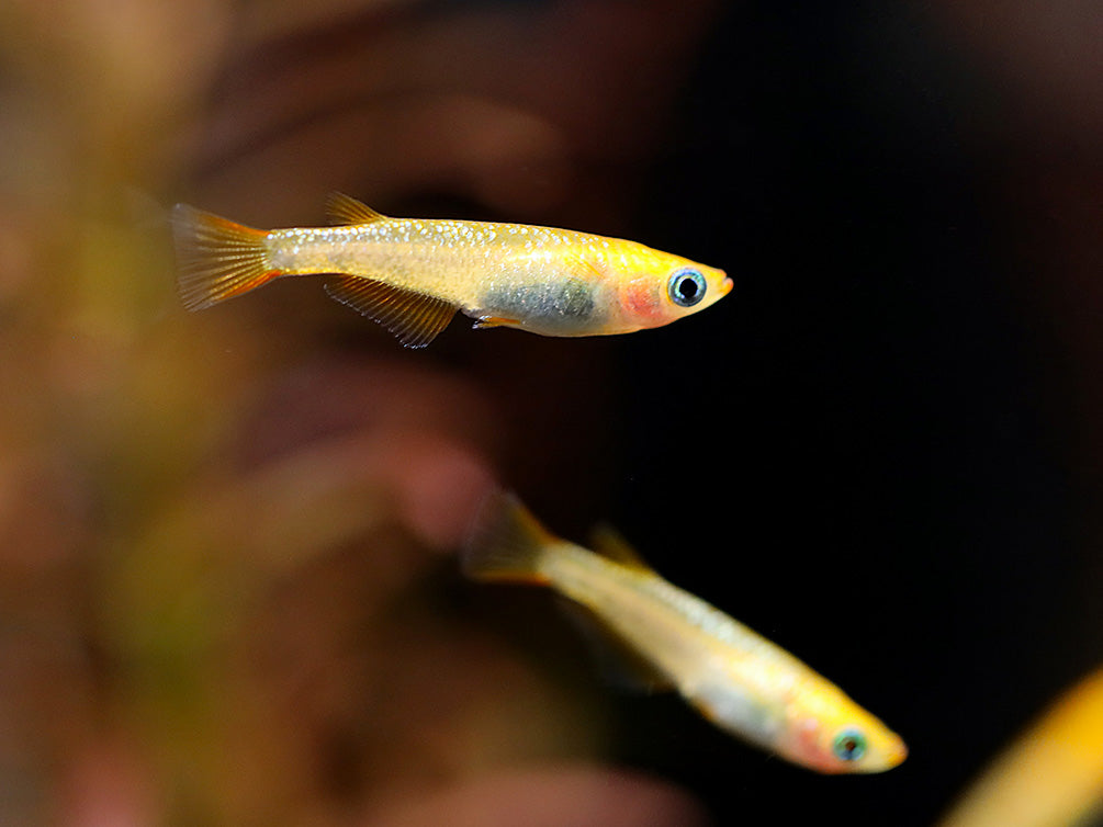 Reckless x Ulysses Medaka Ricefish (Oryzias latipes) - USA Bred