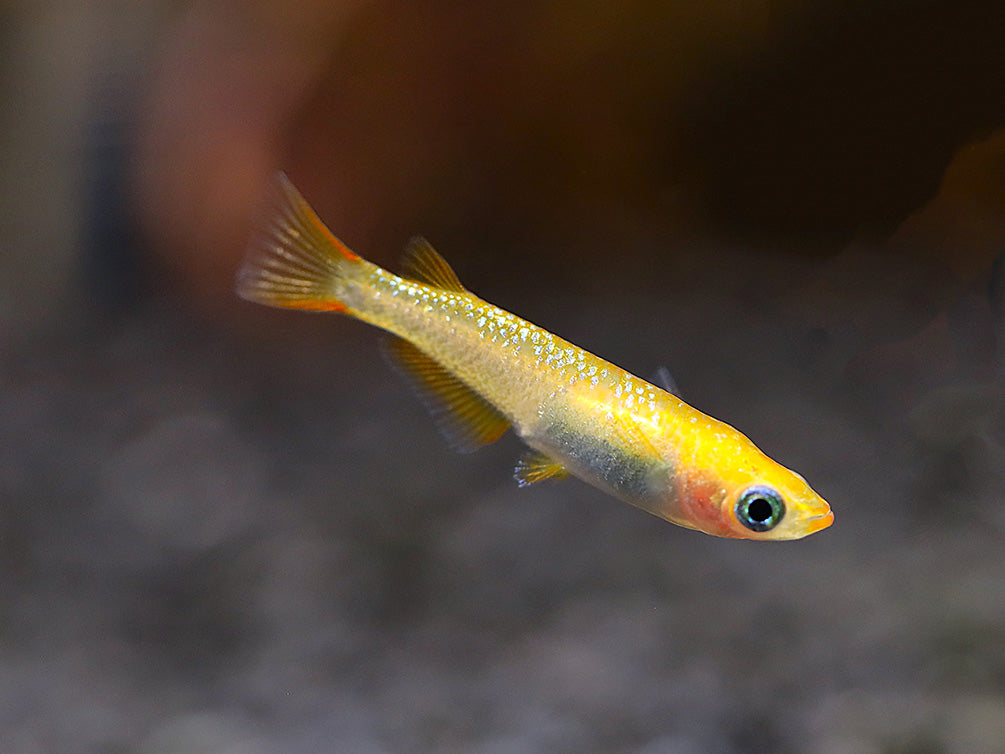 Reckless x Ulysses Medaka Ricefish (Oryzias latipes) - USA Bred