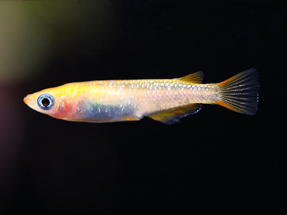 Reckless x Ulysses Medaka Ricefish (Oryzias latipes) - USA Bred