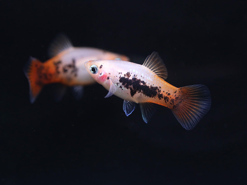 Red Crystal Platy (Xiphophorus maculatus) –  Locally Bred