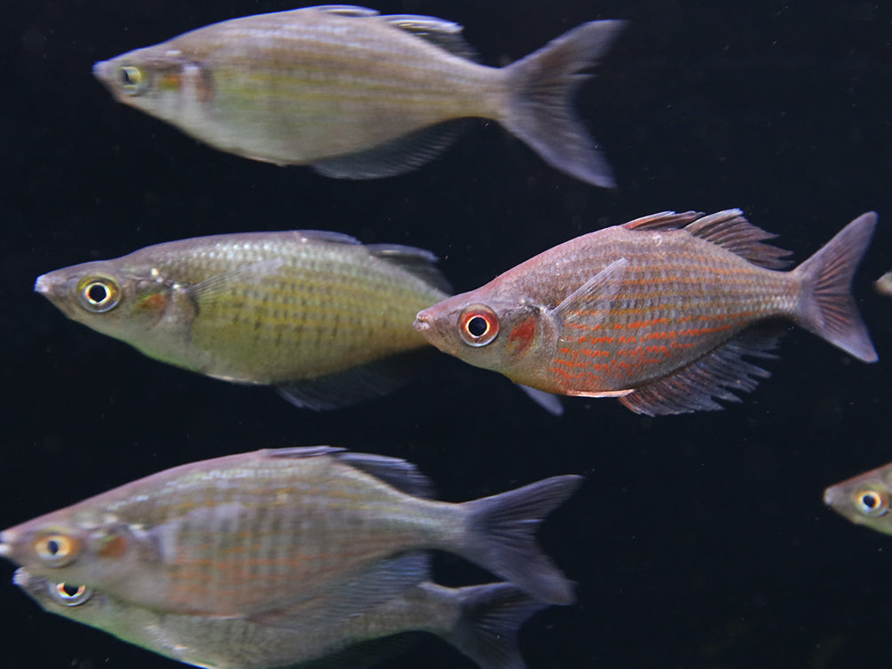 Red Dragon "Mamberamo River" (Glossolepis multisquamata) Rainbowfish - Tank Bred