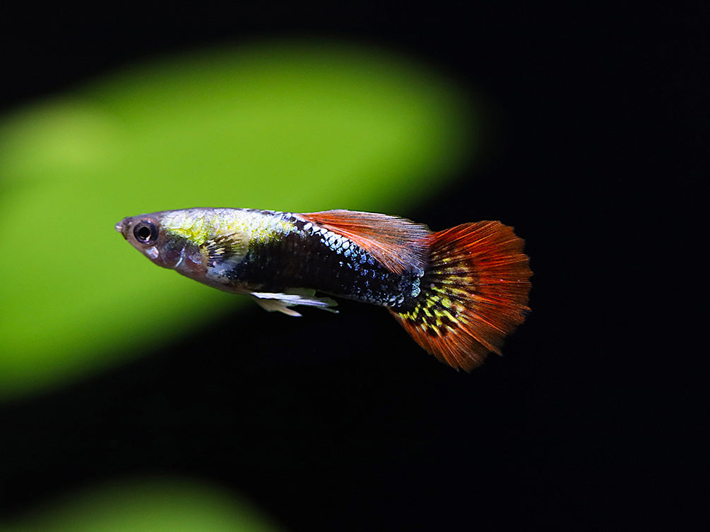 Red Mosaic Guppy (Poecilia reticulata) – Tank Bred