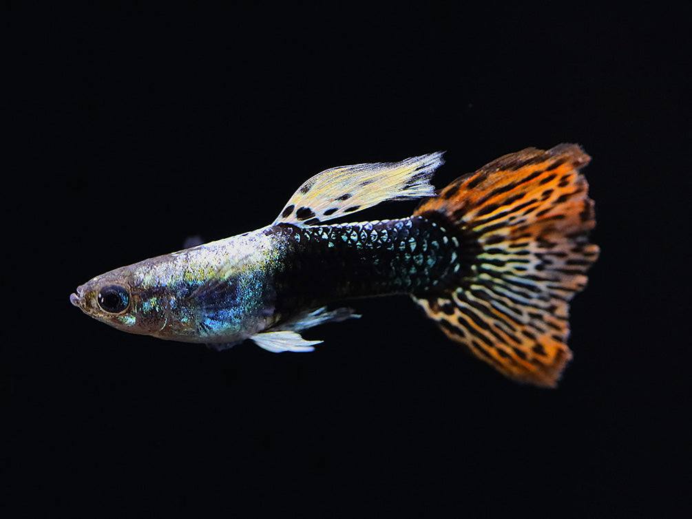 Red Mosaic Guppy (Poecilia reticulata) – Tank Bred