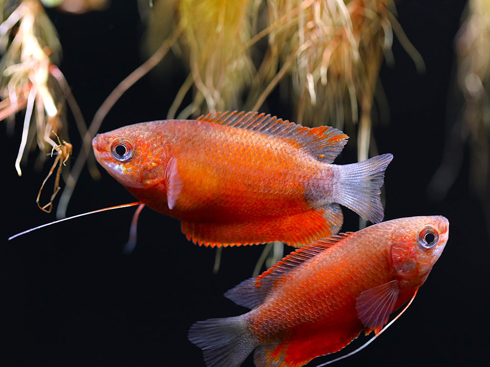 Red Robin Honey Gourami (Trichogaster chuna) – Tank-Bred