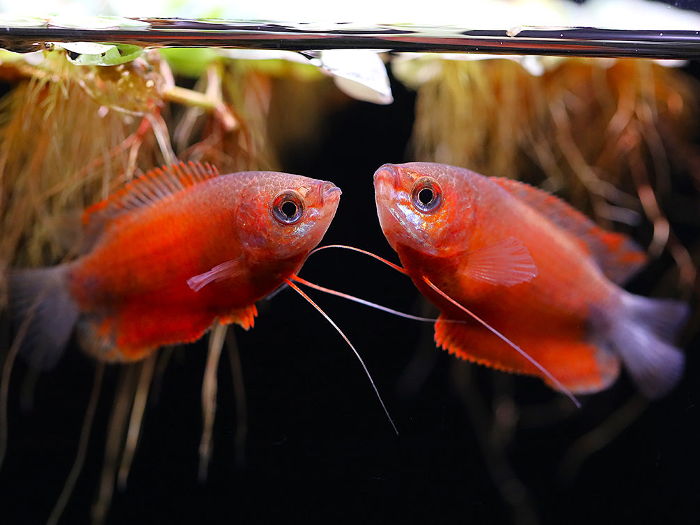 Red Robin Honey Gourami (Trichogaster chuna) – Tank-Bred