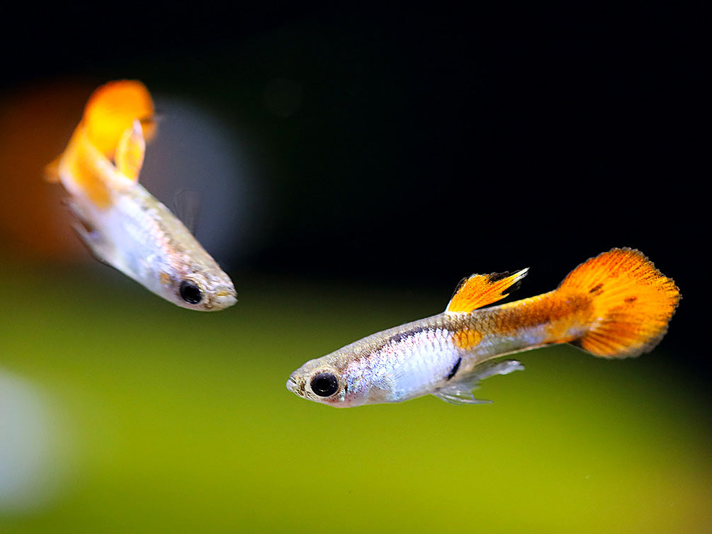 Red Tail Silverado Endler’s Guppy (Poecilia wingei) – Tank Bred