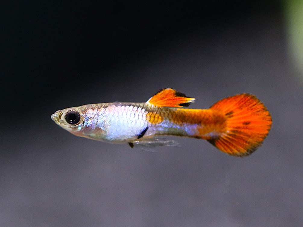 Red Tail Silverado Endler’s Guppy (Poecilia wingei) – Tank Bred