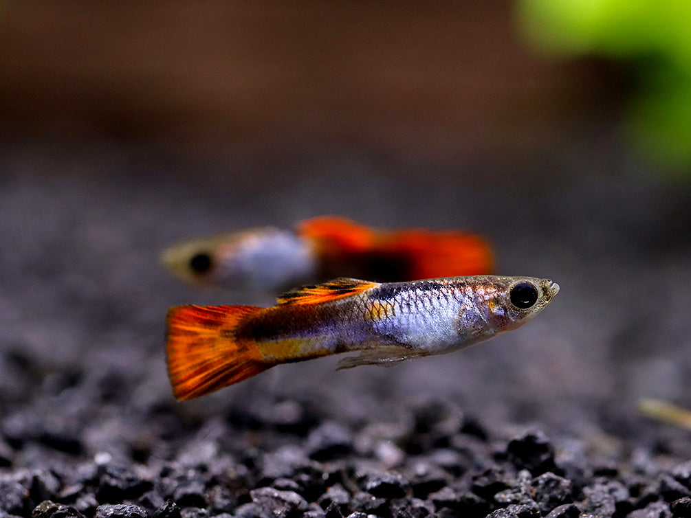 Red Tail Silverado Endler’s Guppy (Poecilia wingei) – Tank Bred