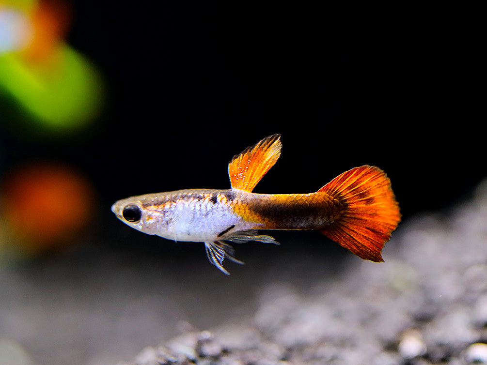 Red Tail Silverado Endler’s Guppy (Poecilia wingei) – Tank Bred