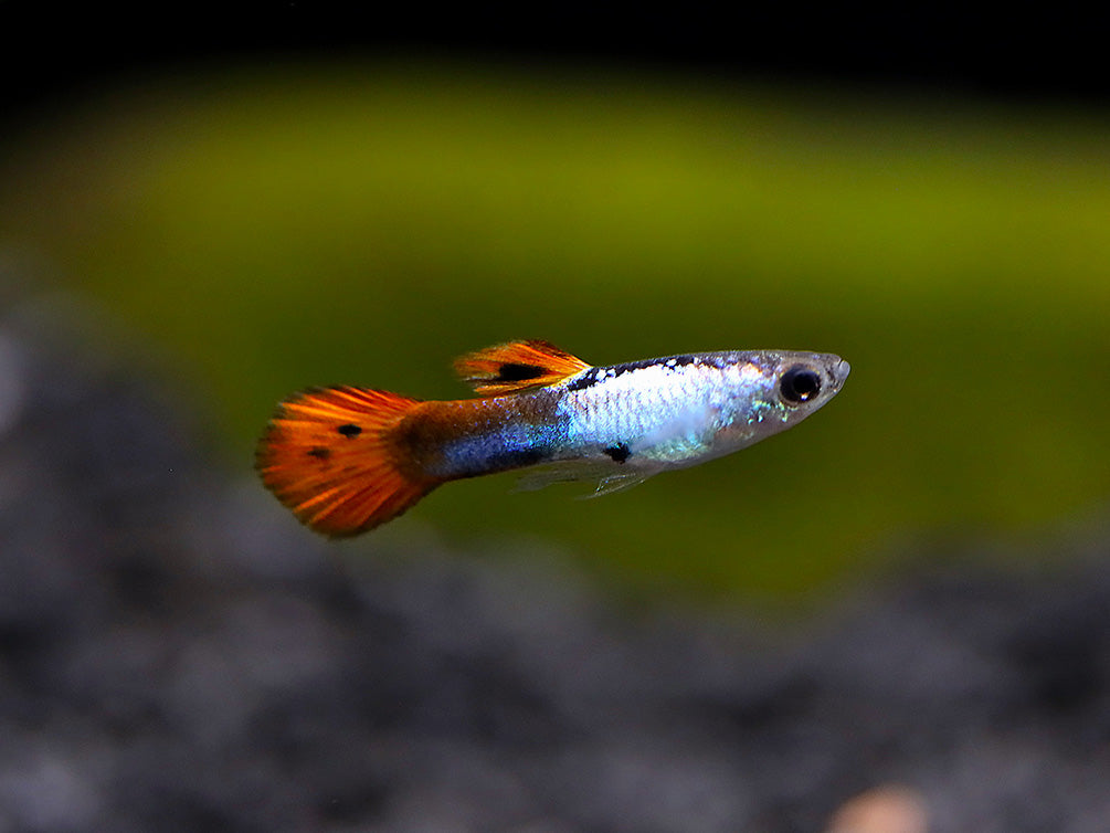 Red Tail Silverado Endler’s Guppy (Poecilia wingei) – Tank Bred