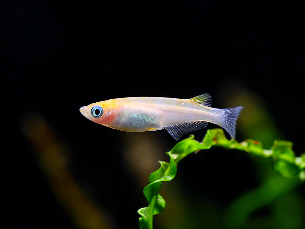 Red Cap Medaka Ricefish aka Japanese Ricefish/Killifish (Oryzias latipes "Red Cap") - Tank-Bred!