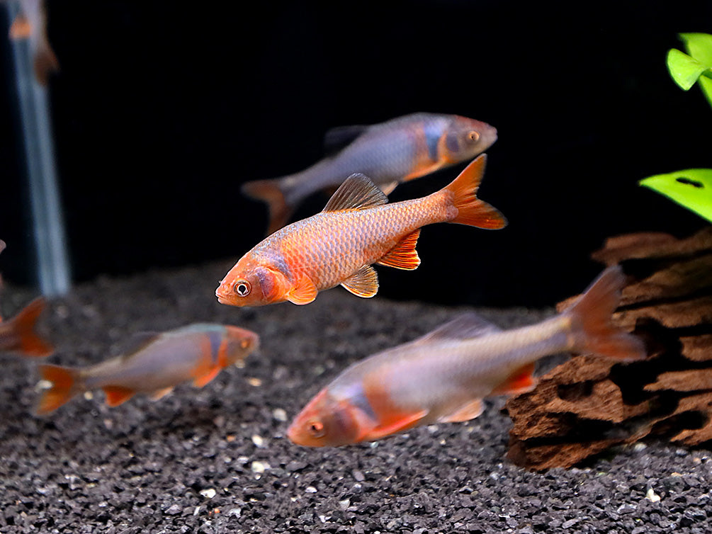 Red Shiner (Cyprinella lutrensis), Tank-Bred!