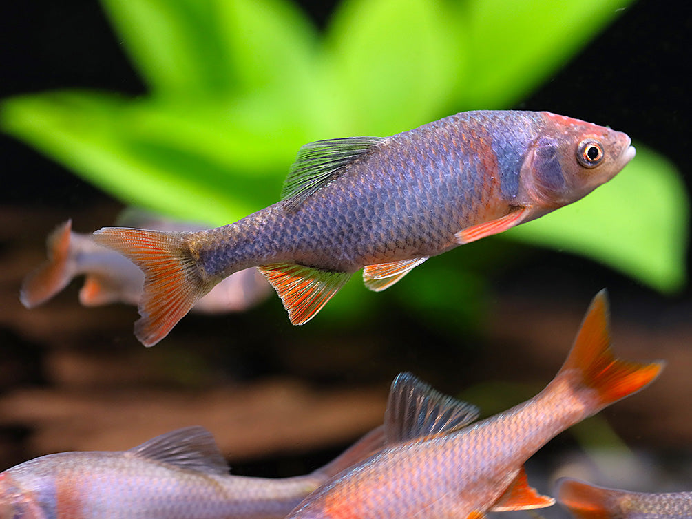 Red Shiner (Cyprinella lutrensis), Tank-Bred!