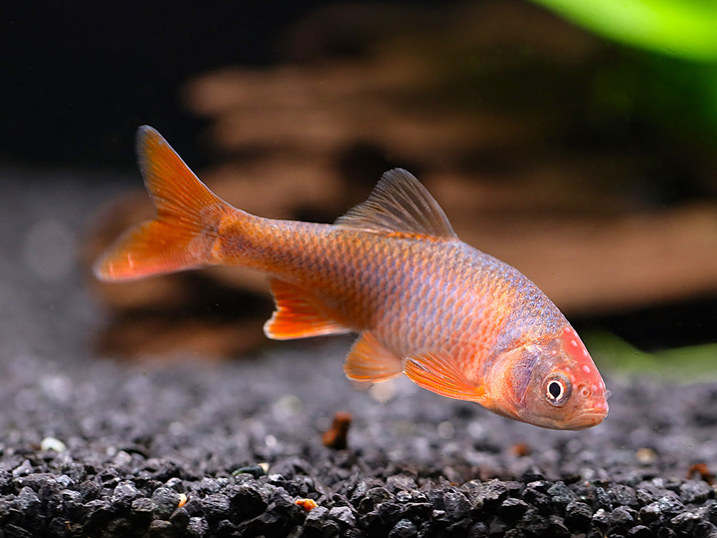 Red Shiner (Cyprinella lutrensis), Tank-Bred!