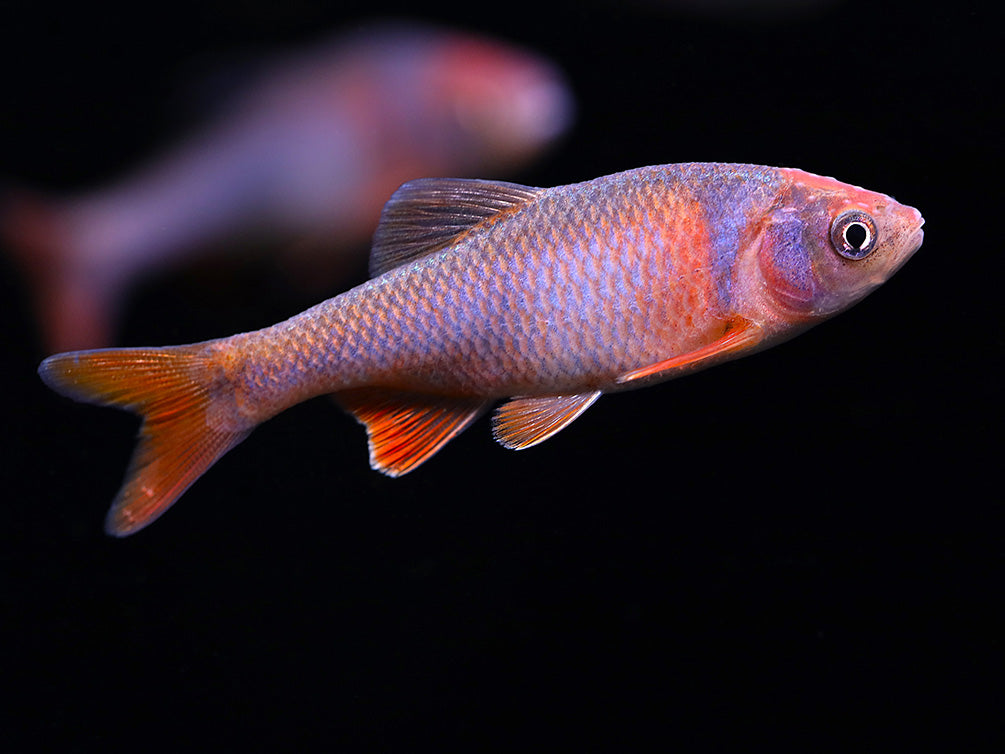 Red Shiner (Cyprinella lutrensis), Tank-Bred!