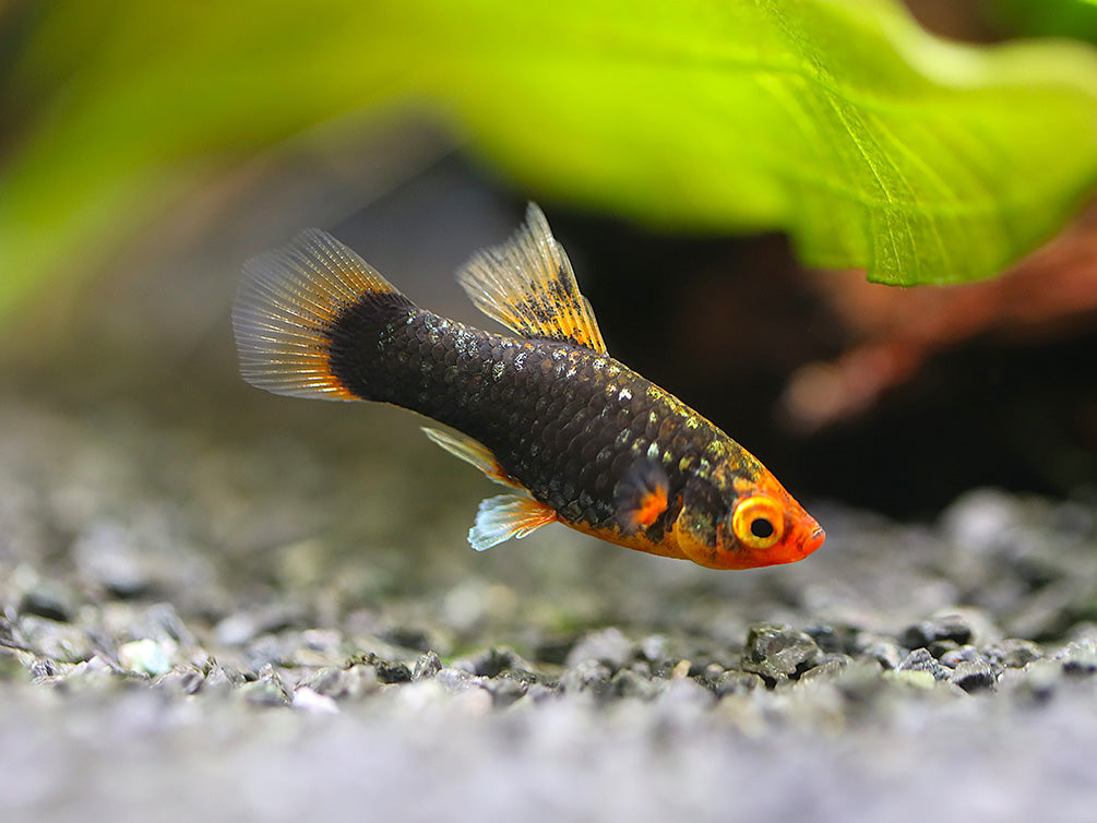 Red Tuxedo Platy (Xiphophorus maculatus) - Tank Bred