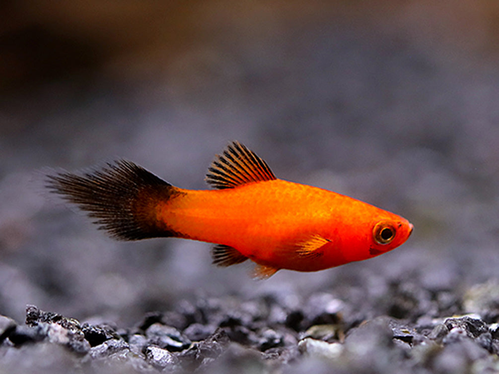 Red Wag Platy (Xiphophorus maculatus) - Locally Bred!