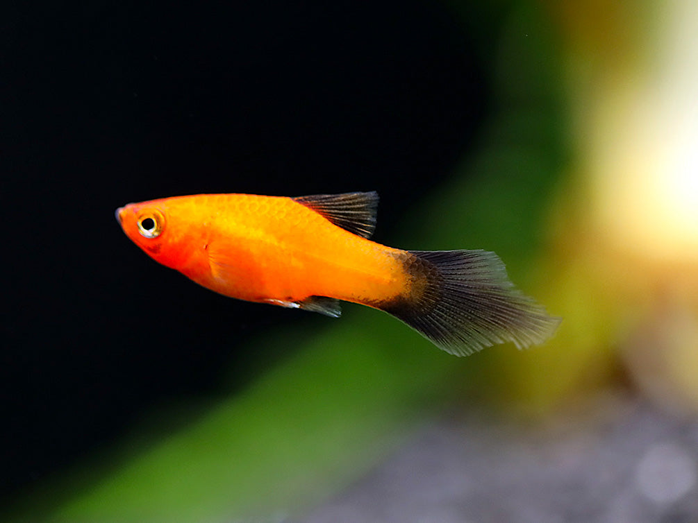 Red Wag Platy (Xiphophorus maculatus) - Locally Bred!