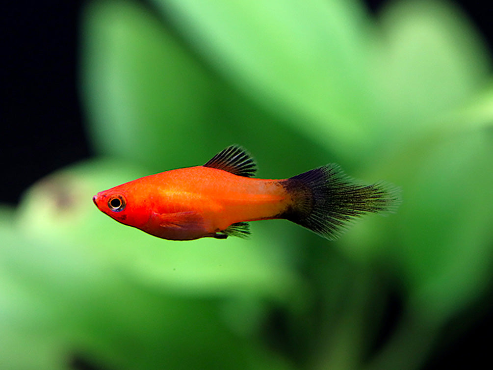 ホプリアス　パラグアイSP  タイガーホーリー　30cm±  レッドフィンブリコン×2  20cm〜25cm  熱帯魚 ホプリアスパラグアイSP タイガーホーリー30cm± レッドフィンブリコン