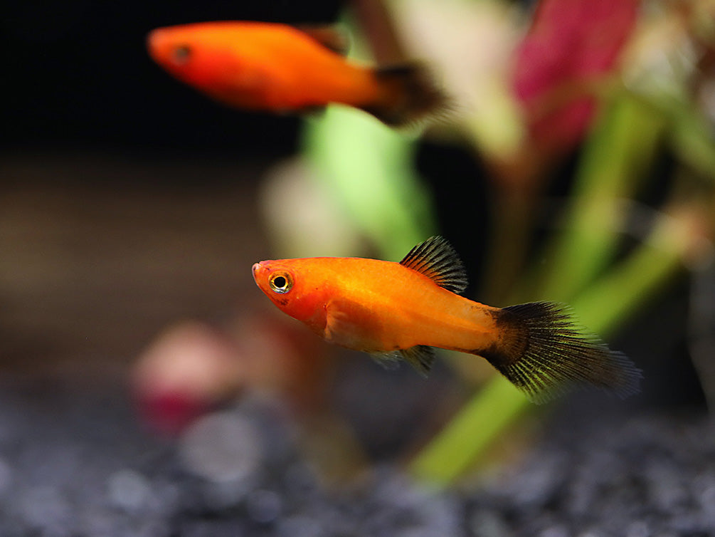 Red Wag Platy (Xiphophorus maculatus) - Locally Bred!