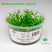 Rotala 'Coin Leaf' (Rotala rotundifolia 'coin leaf') Tissue Culture