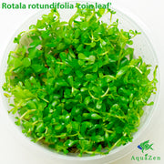 Rotala 'Coin Leaf' (Rotala rotundifolia 'coin leaf') Tissue Culture
