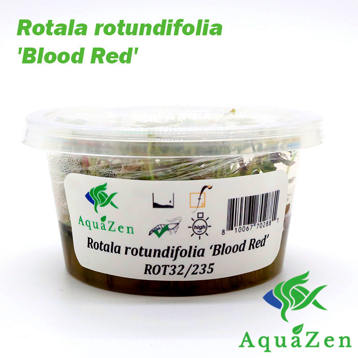 Rotala rotundifolia 'Blood Red' - Tissue Culture