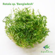 Bangladesh Rotala (Rotala sp. 'Bangladesh') Tissue Culture