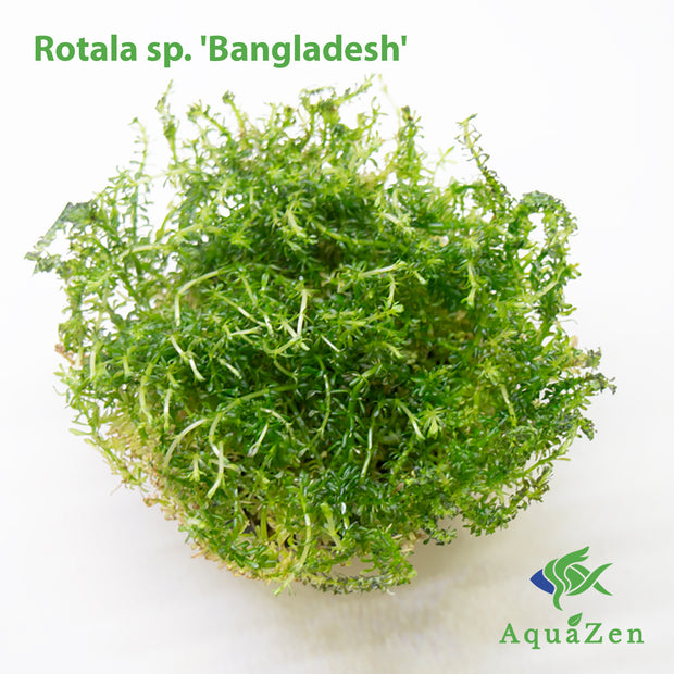 Bangladesh Rotala (Rotala sp. &