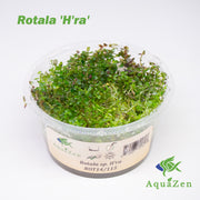 Rotala 'H'ra'  (Rotala Rotundifolia 'H'ra' ) Tissue Culture