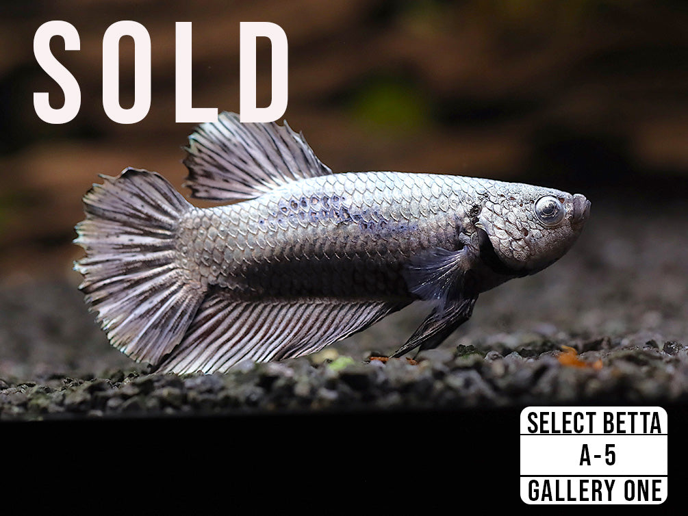 Premium Select Betta Fish (Betta splendens) - WYSIWYG Gallery One