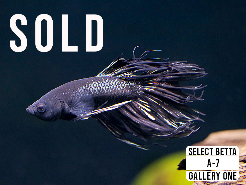 Premium Select Betta Fish (Betta splendens) - WYSIWYG Gallery One