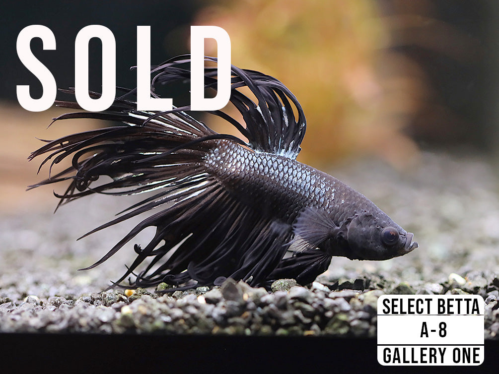 Premium Select Betta Fish (Betta splendens) - WYSIWYG Gallery One