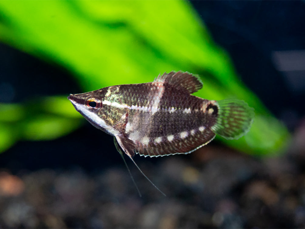 Samurai Gourami aka "Vaillant's Chocolate Gourami" (Sphaerichthys vaillanti) - Tank Bred