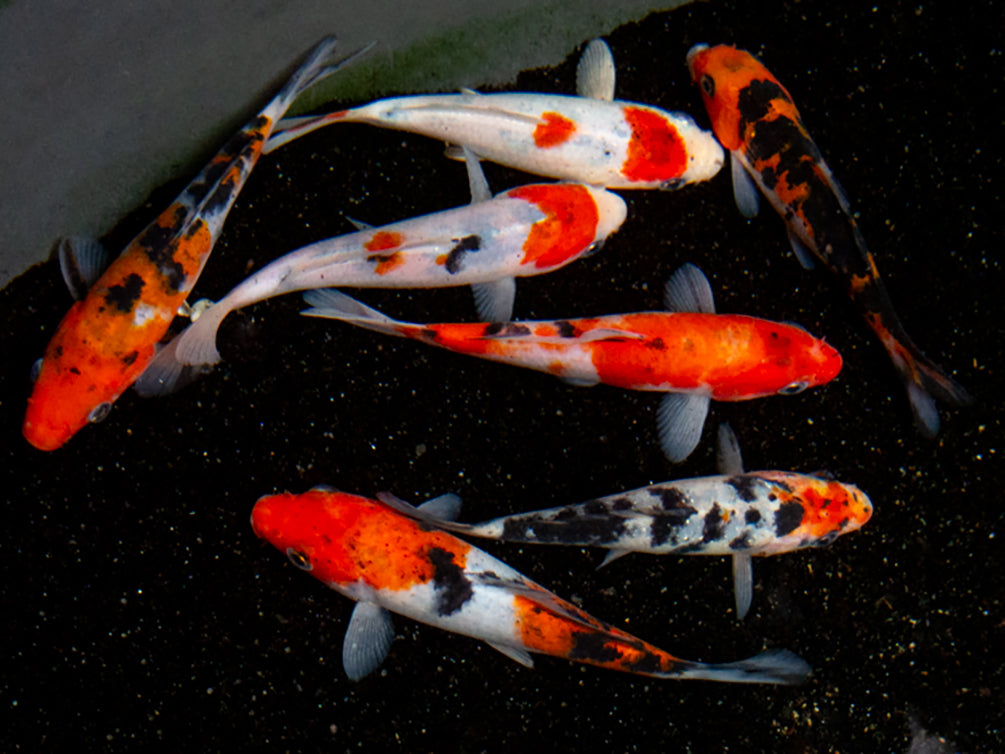 Taisho Sanke Koi (Cyprinus rubrofuscus "Sanke") - Tank Bred